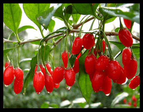 Fresh Goji Berry